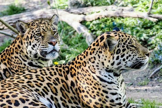 Zoo Salzburg Hellbrunn